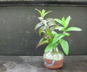 mint_vase