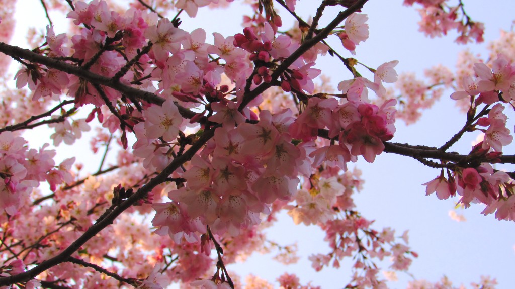 Sakura