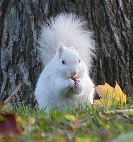 squirrel